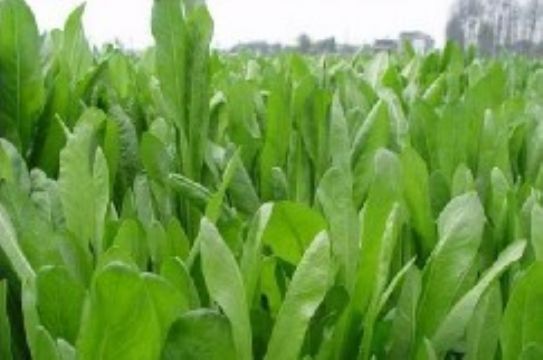 Chicory Extract